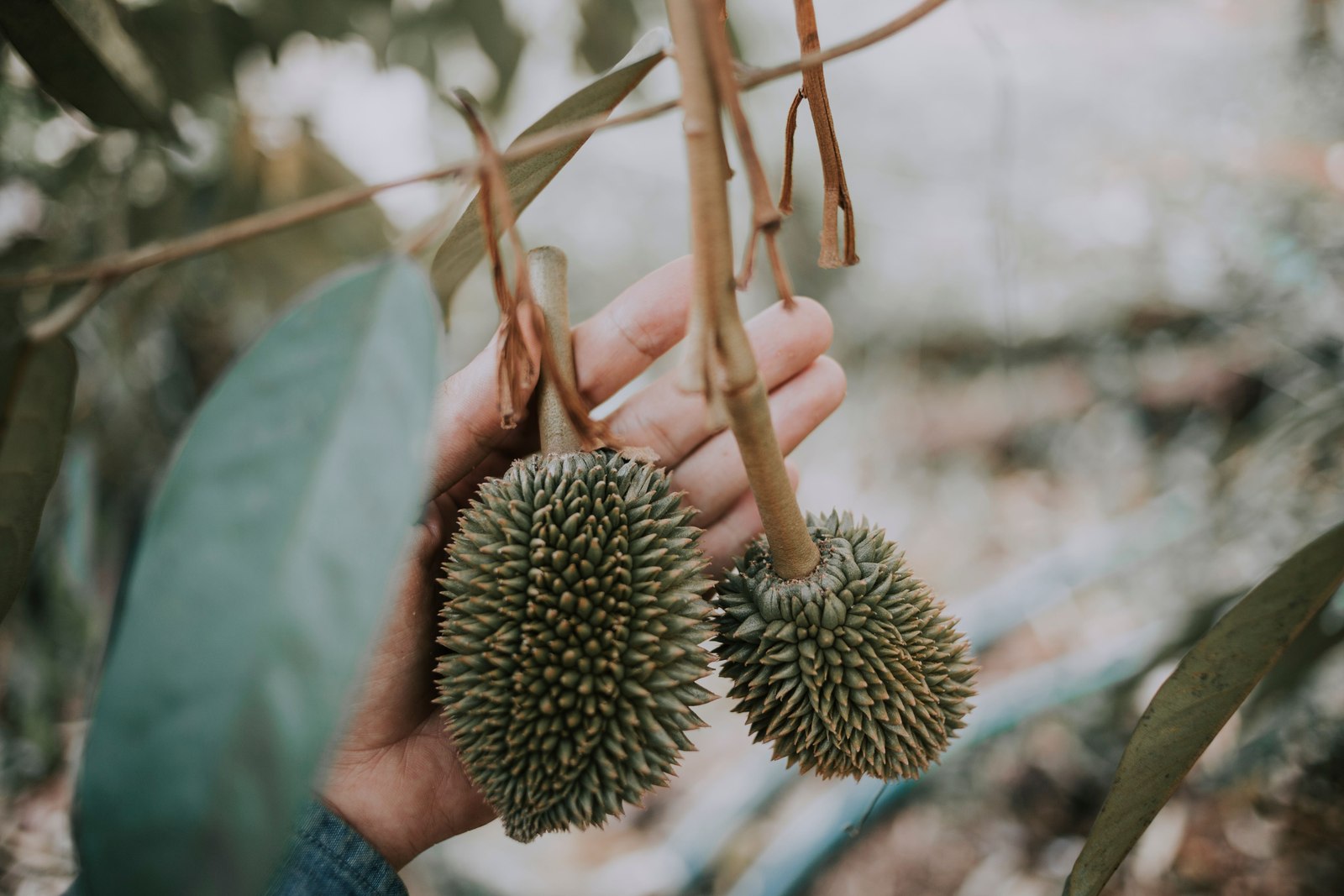 Illustrative fresh durian photograph; cultivar and origin are not verified.