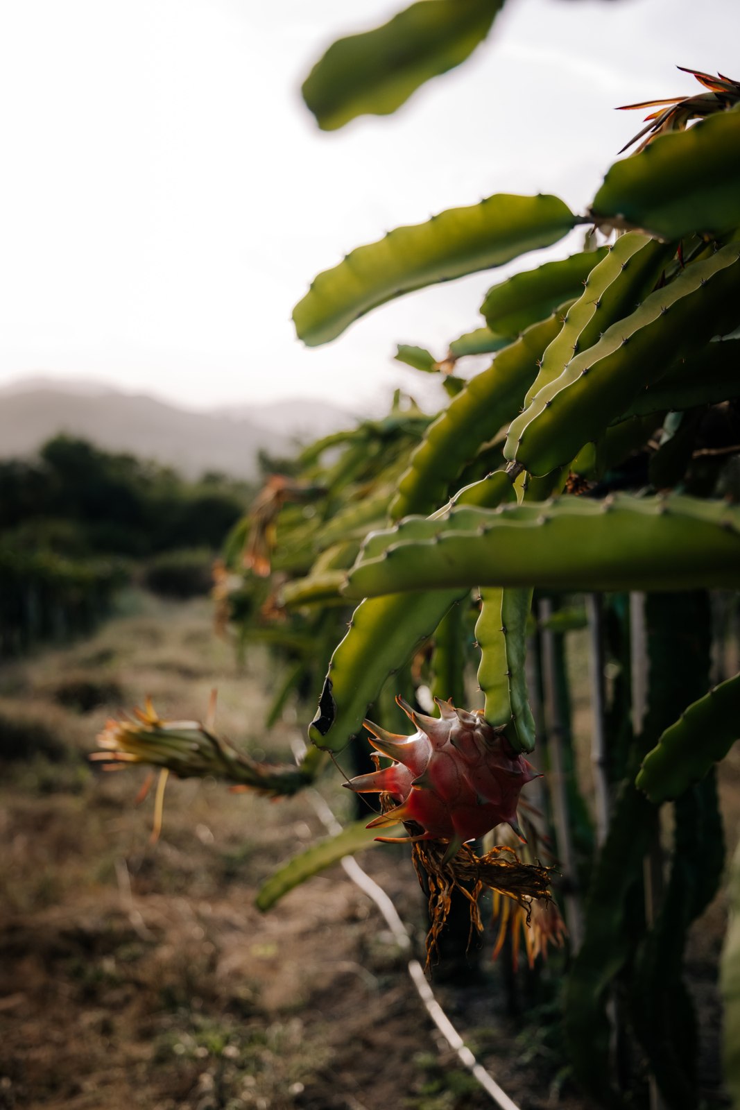 Illustrative dragon fruit photograph; flesh colour and cultivar are not verified.