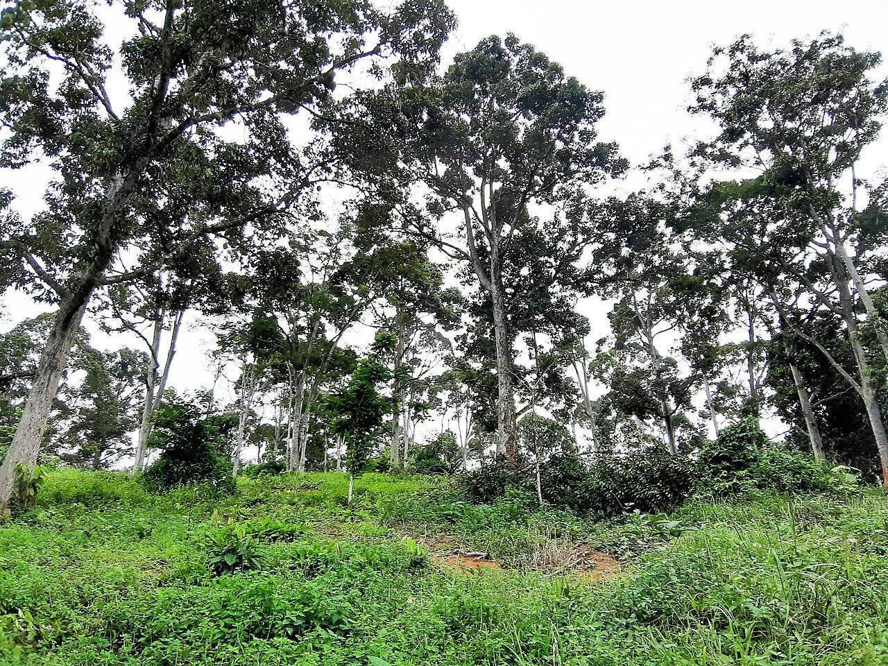 Rows of trees in a durian orchard.