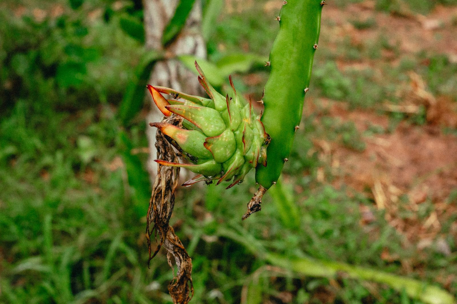 Unripe green dragon fruit growing on a cactus