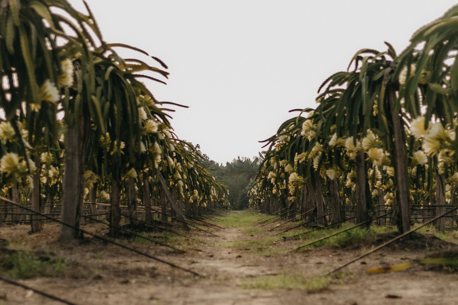 Illustrative dragon fruit photograph; flesh colour and cultivar are not verified.