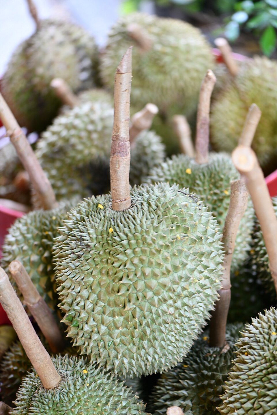 Sầu riêng nguyên trái với lớp vỏ gai đặc trưng.