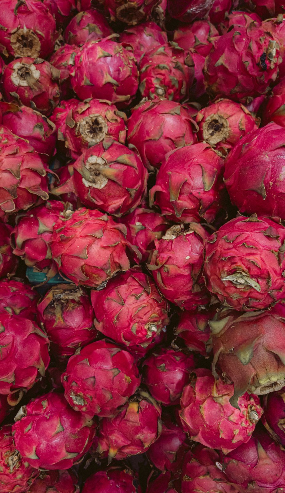 Illustrative dragon fruit photograph; flesh colour and cultivar are not verified.