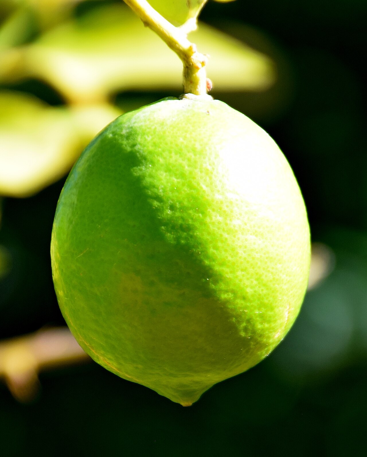Fresh whole Persian lime on a branch; photographed at Jardin des Plantes de Toulouse, France.
