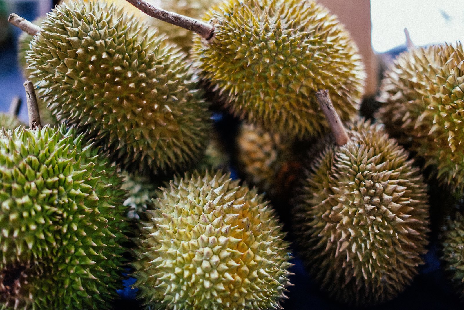 Illustrative fresh durian photograph; cultivar and origin are not verified.