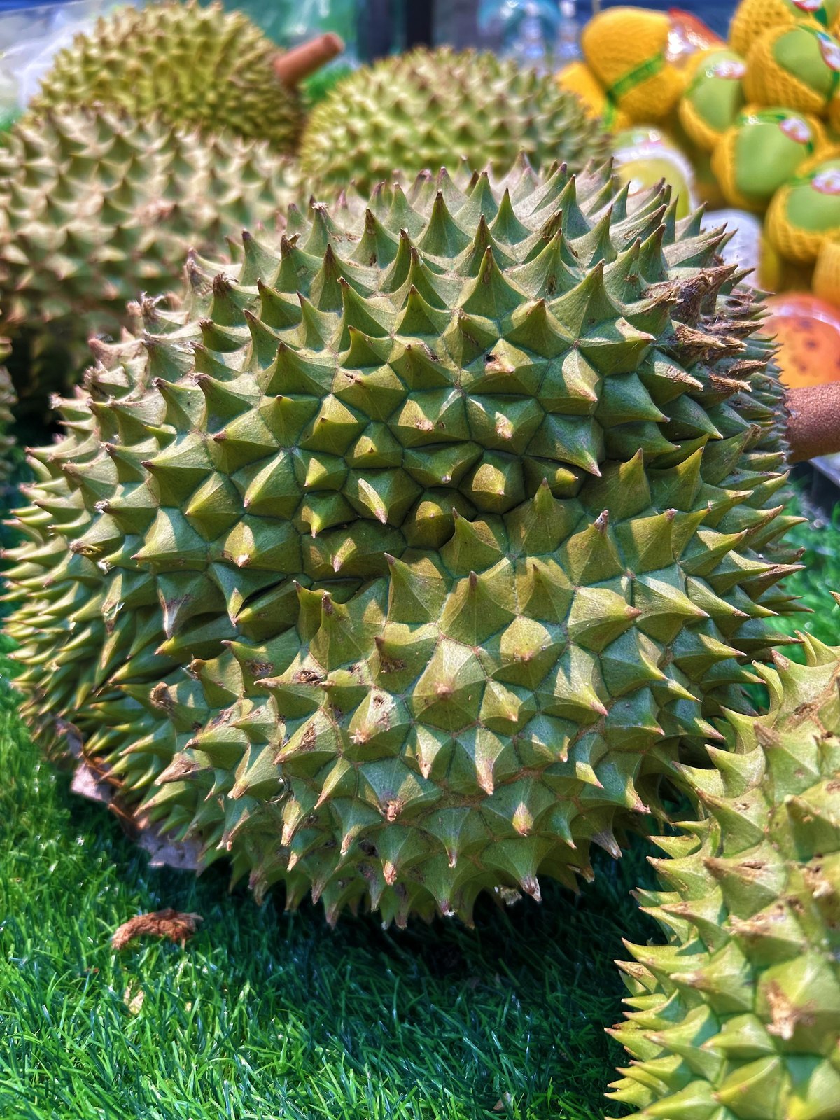 Illustrative fresh durian photograph; cultivar and origin are not verified.