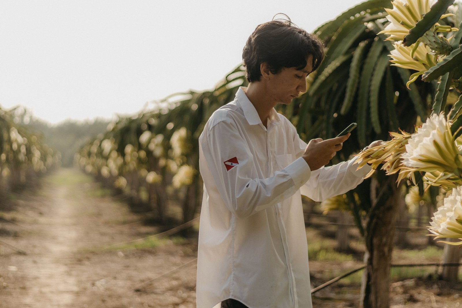 Illustrative dragon fruit photograph; flesh colour and cultivar are not verified.