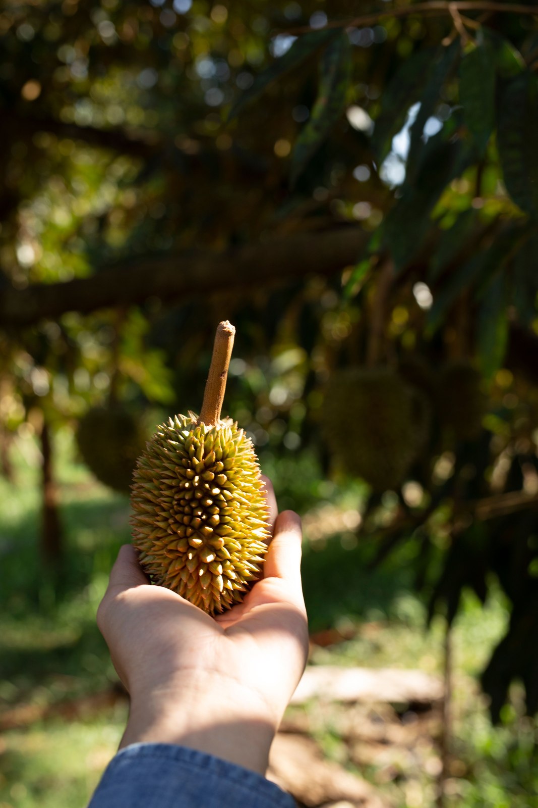 Illustrative fresh durian photograph; cultivar and origin are not verified.