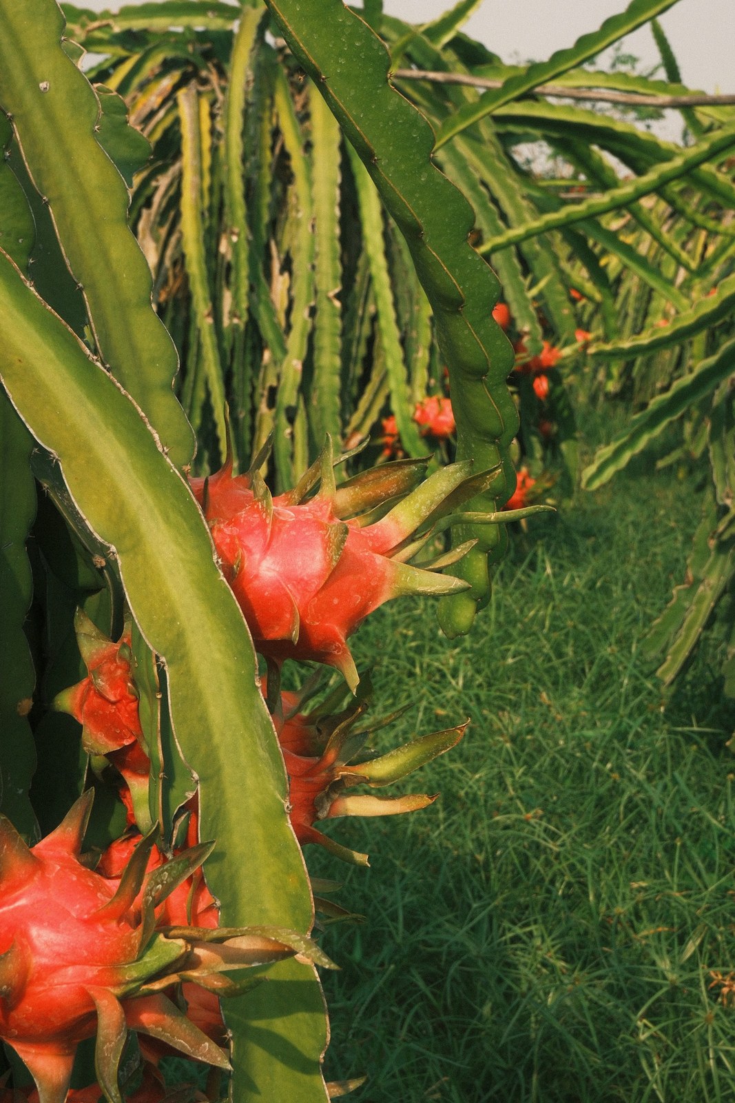 Dragon fruit growing on cactus plants in the Binh Thuan growing region, Vietnam.