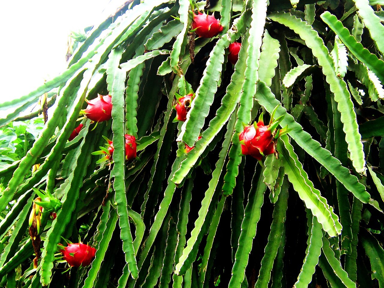 Pink-skinned dragon fruit growing on cactus plants in Ninh Thuan, Vietnam.