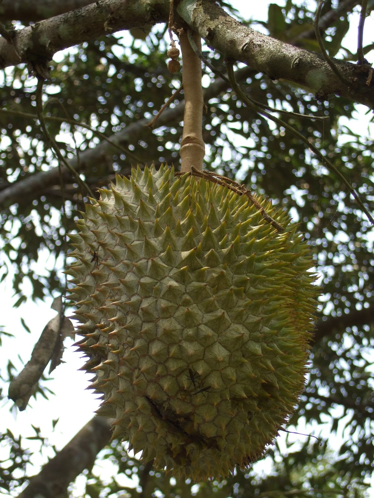 One mature spiky durian hanging from a tree branch.
