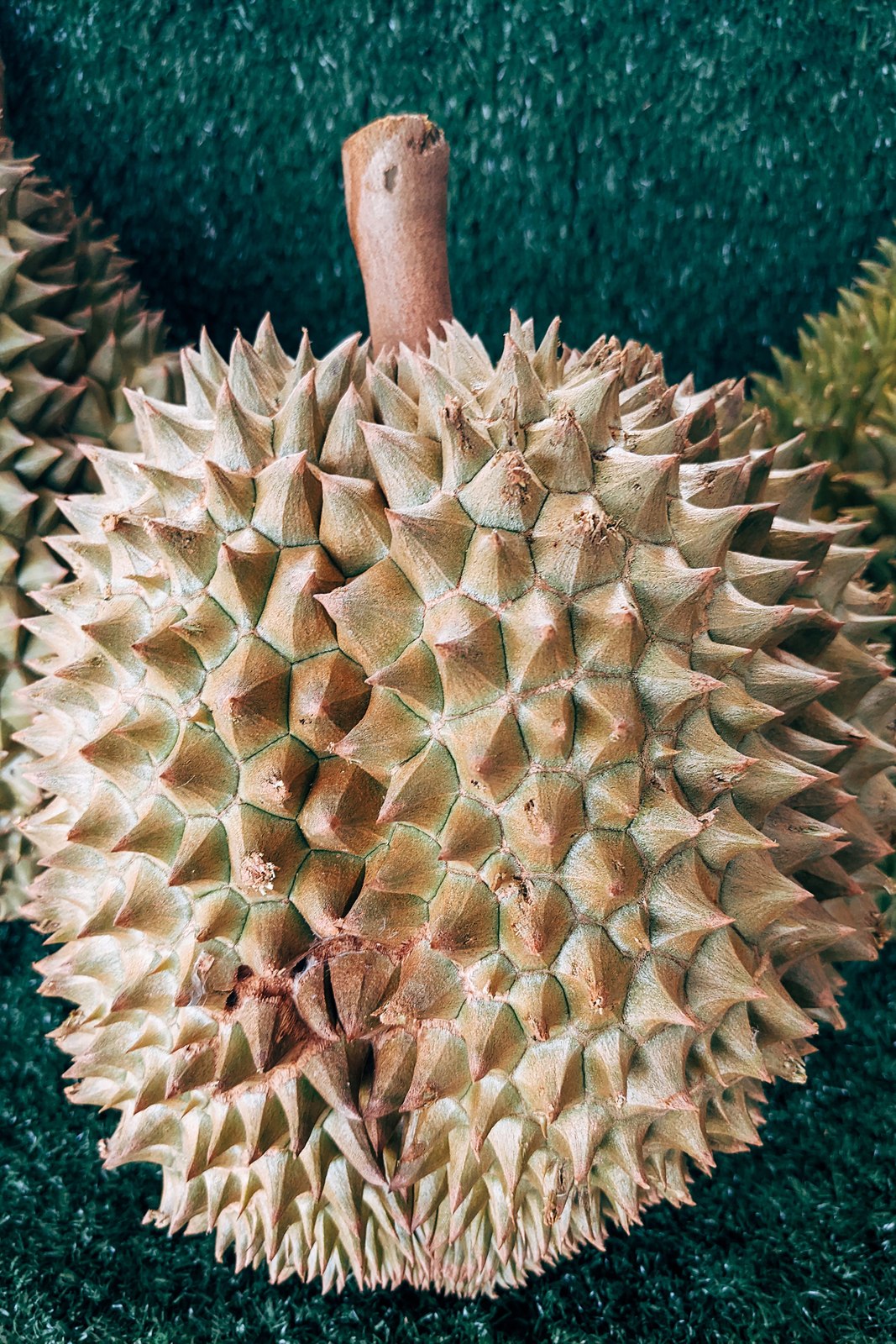 Illustrative fresh durian photograph; cultivar and origin are not verified.