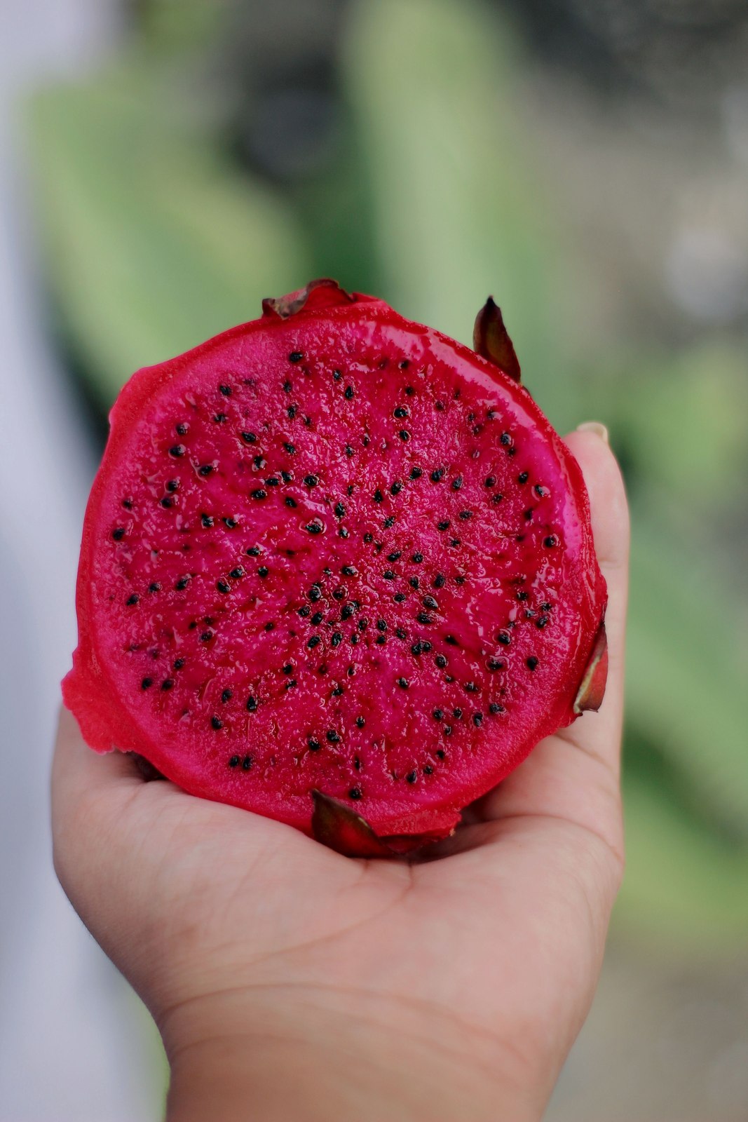 Illustrative dragon fruit photograph; flesh colour and cultivar are not verified.