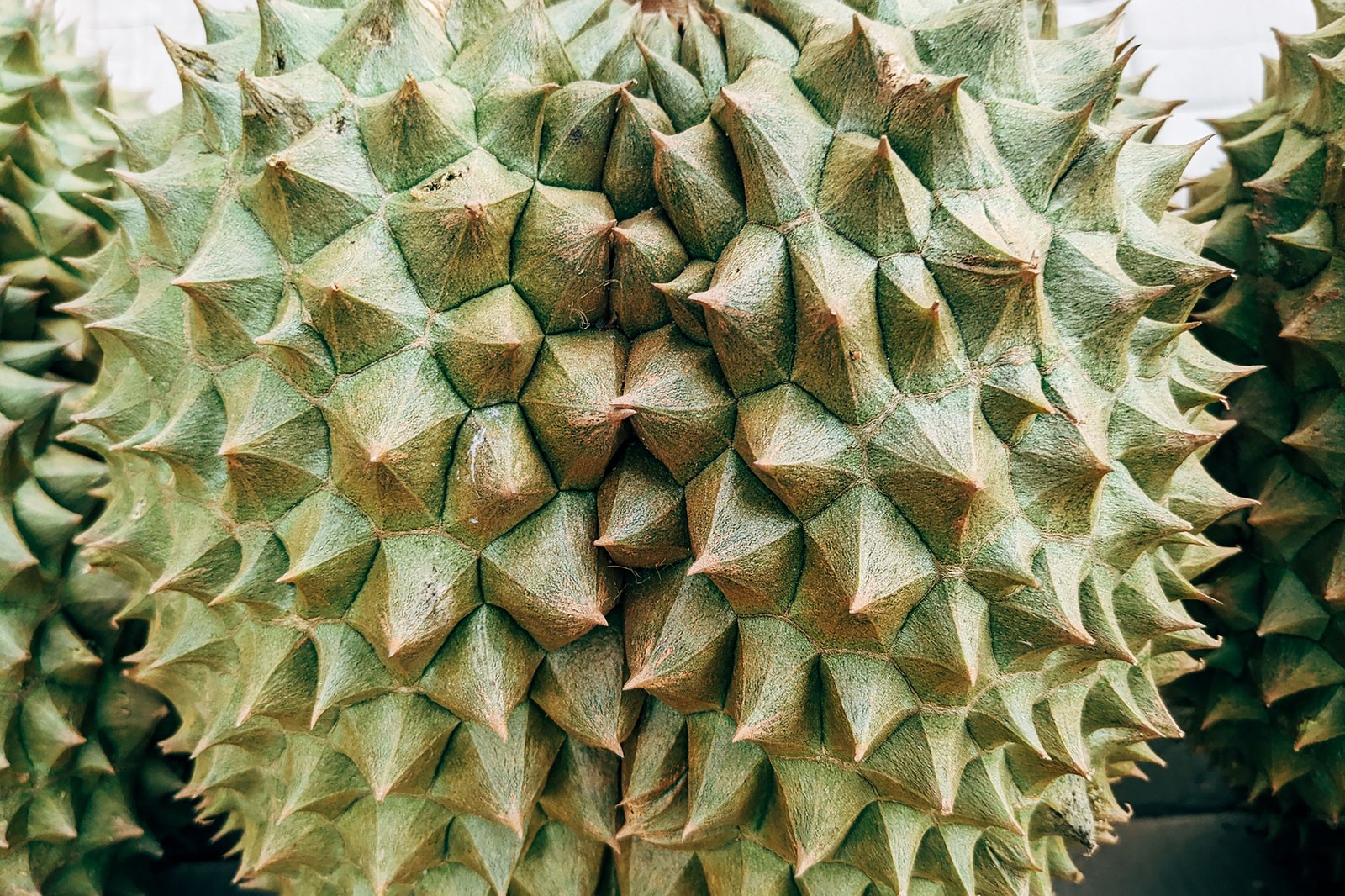 Illustrative fresh durian photograph; cultivar and origin are not verified.