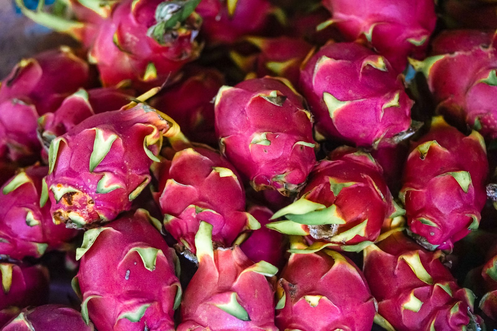 Illustrative dragon fruit photograph; flesh colour and cultivar are not verified.