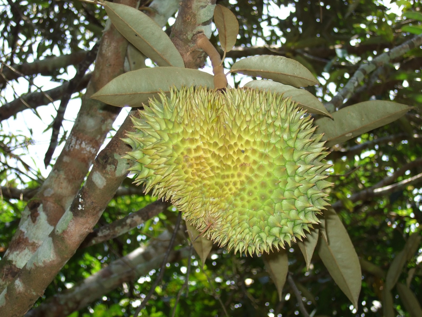 Những trái sầu riêng trên cành tại vườn trồng.