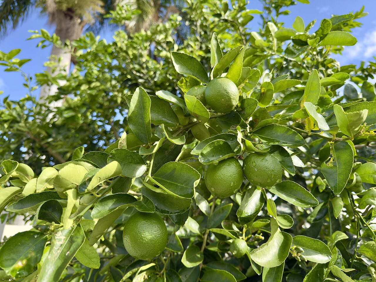 Green limes growing among leaves on a fruiting tree.