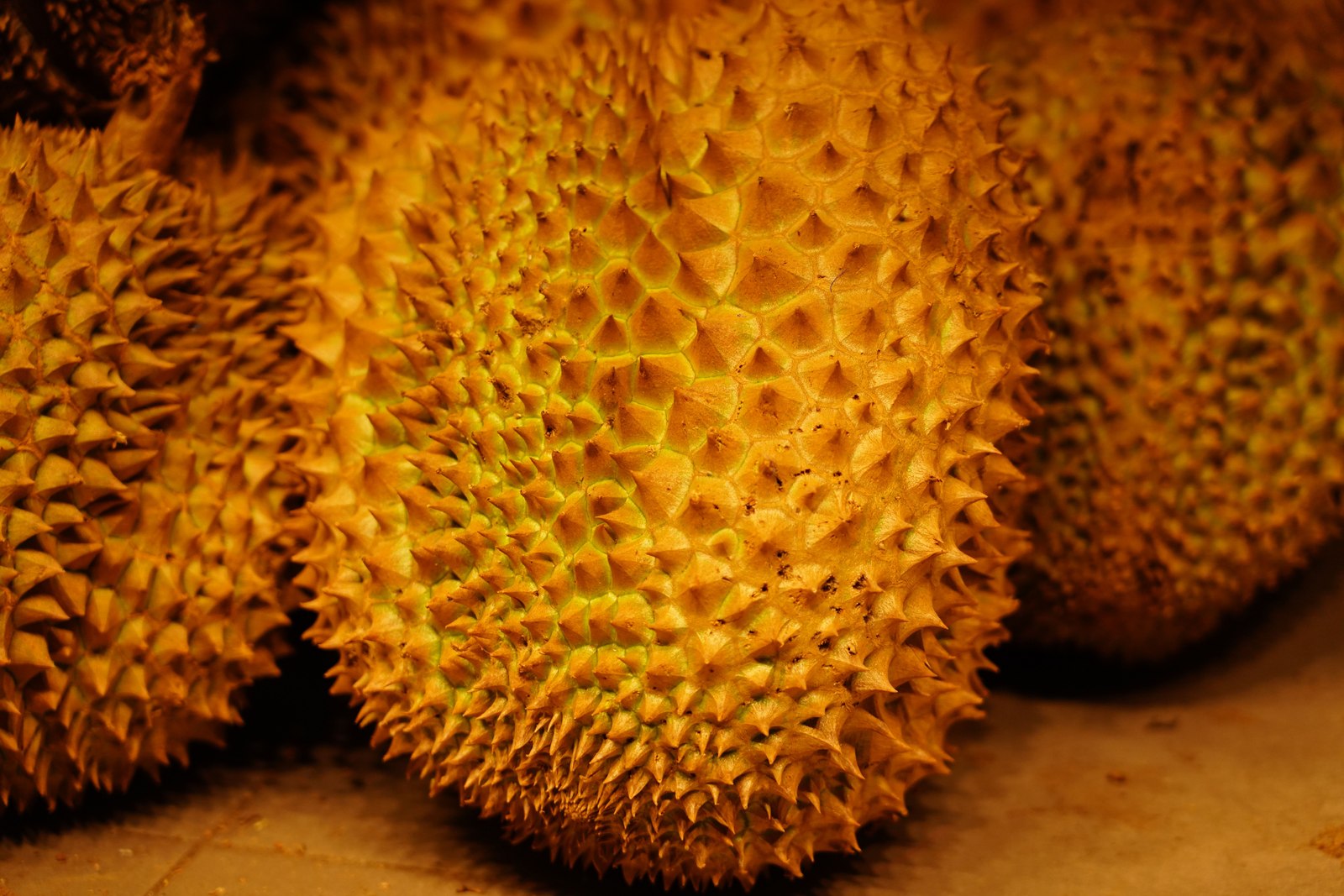 Illustrative fresh durian photograph; cultivar and origin are not verified.