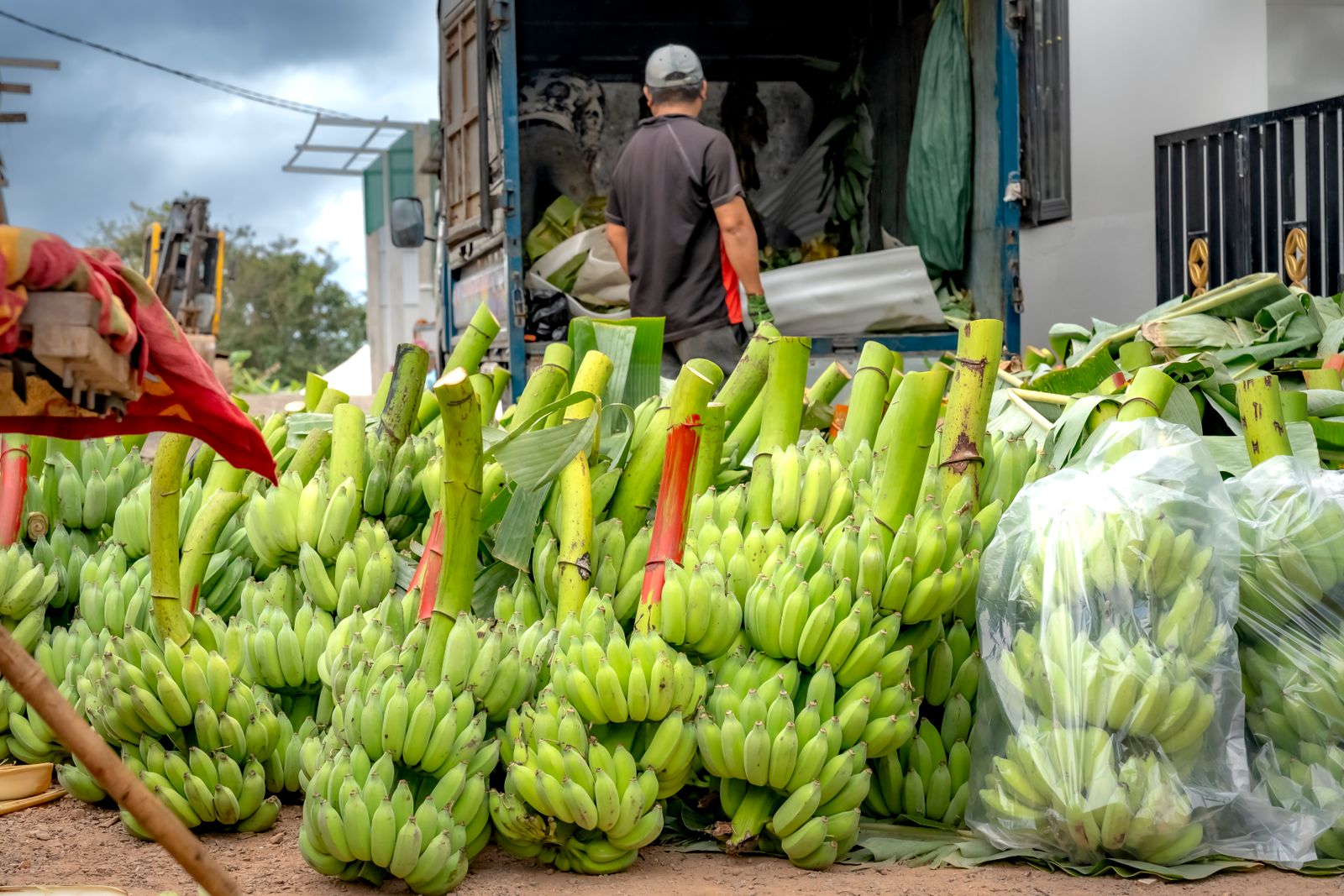 Green banana bunches being loaded into a truck