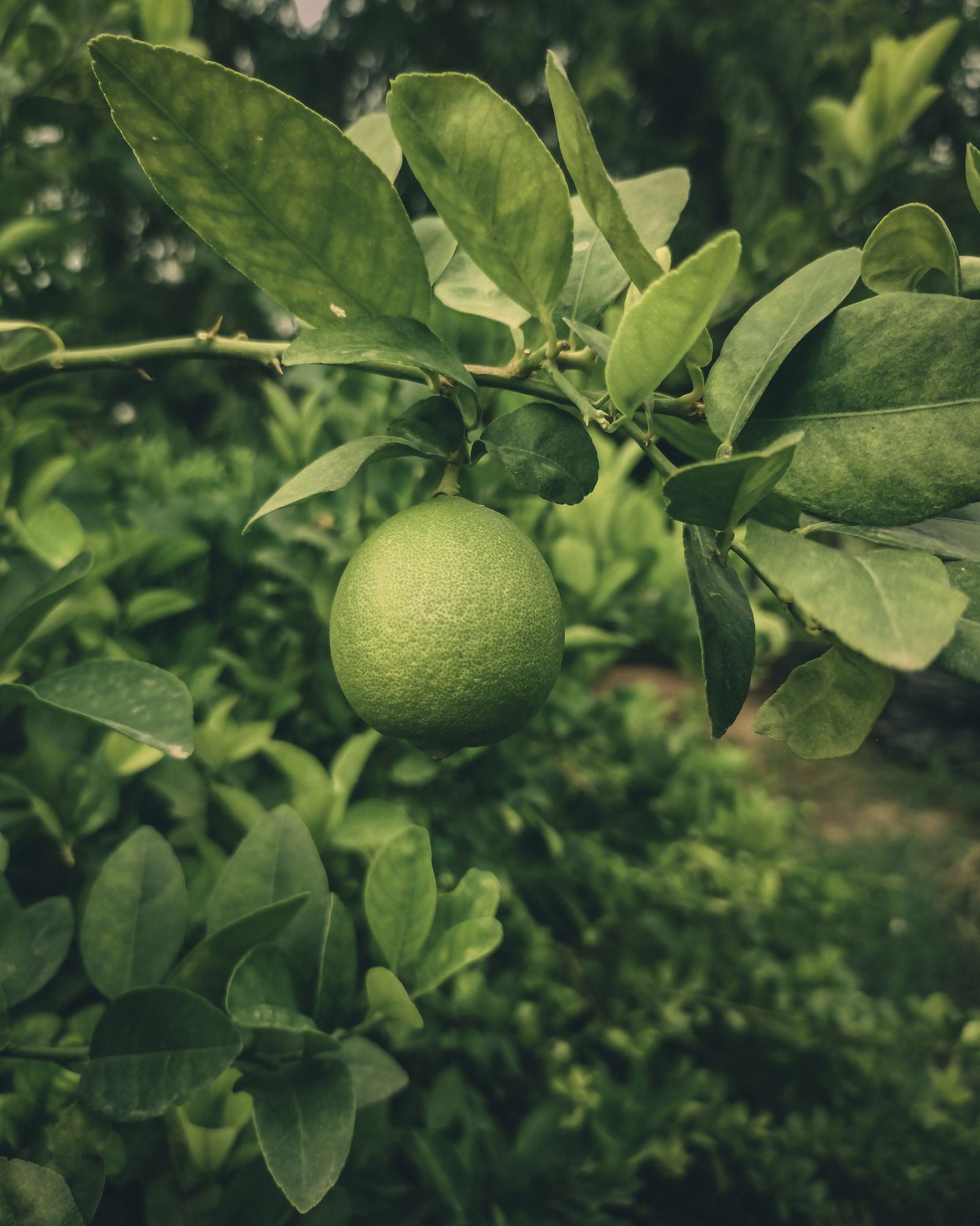 Green lime growing among leaves on a tree