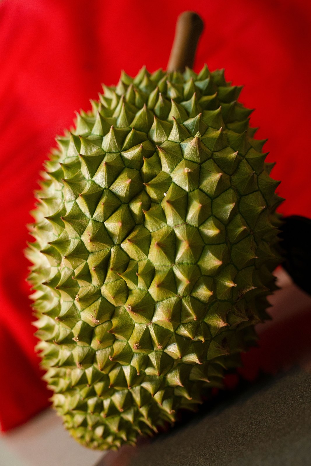 Illustrative fresh durian photograph; cultivar and origin are not verified.