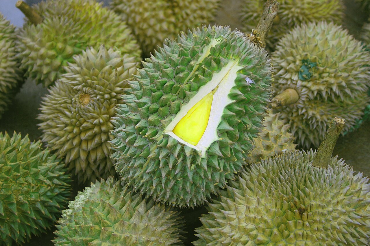 A pile of whole durians with an opened fruit showing pale yellow flesh.