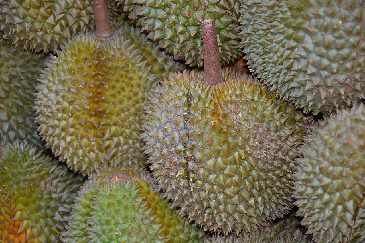 Whole thorny durian fruits in a close-up pile.
