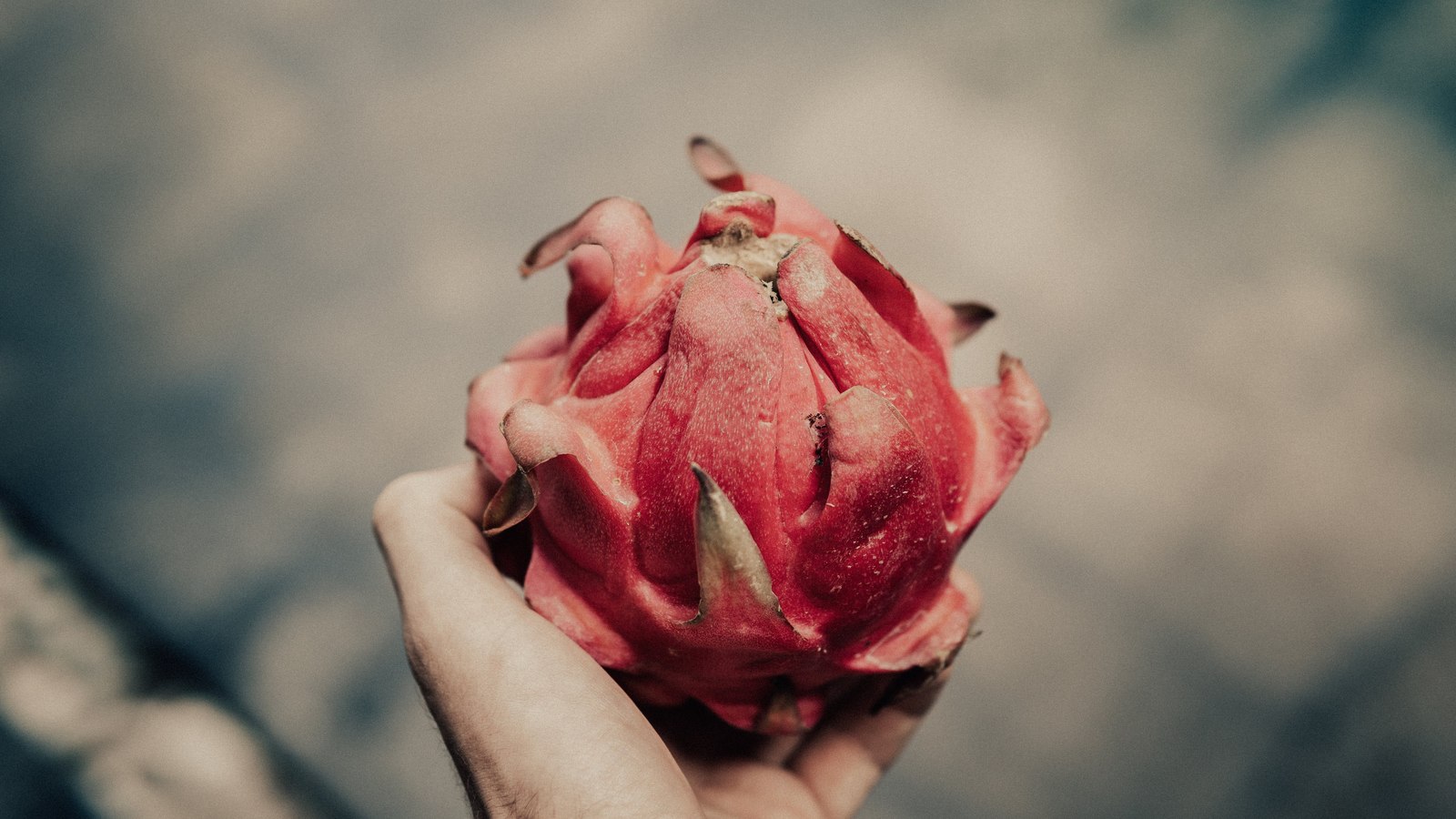 Illustrative dragon fruit photograph; flesh colour and cultivar are not verified.