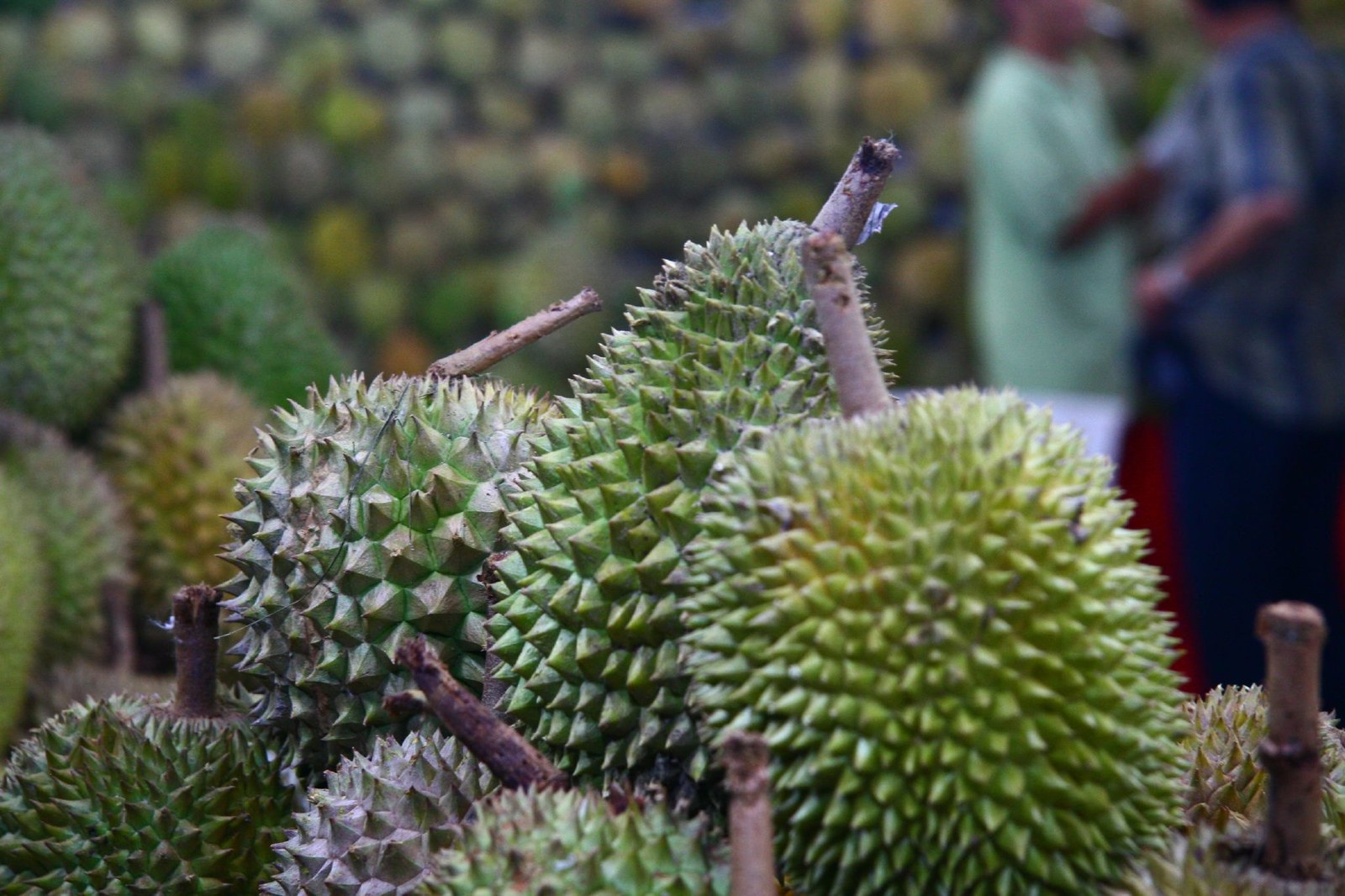 Fresh whole durians with stems at a market stall.
