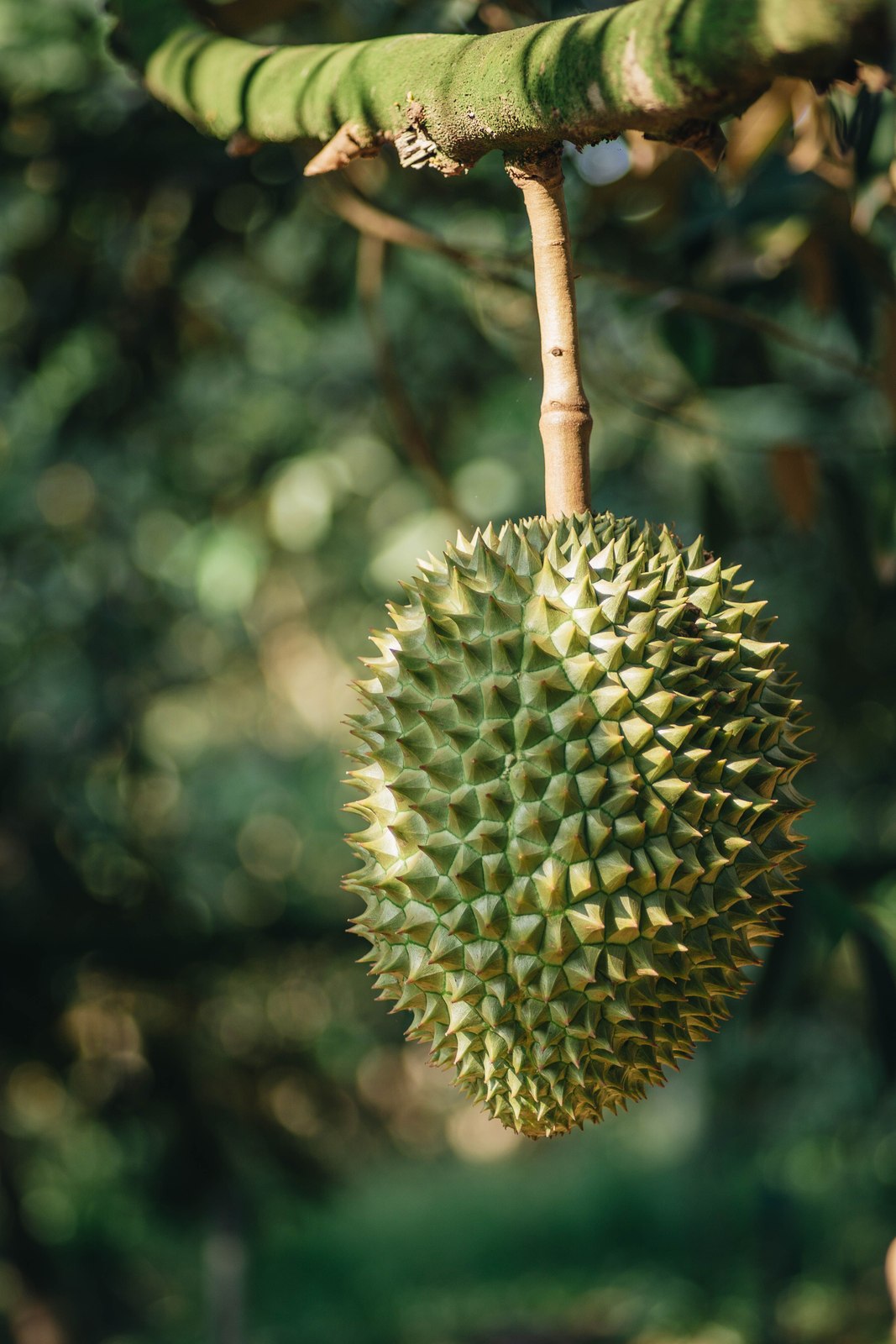 Illustrative fresh durian photograph; cultivar and origin are not verified.