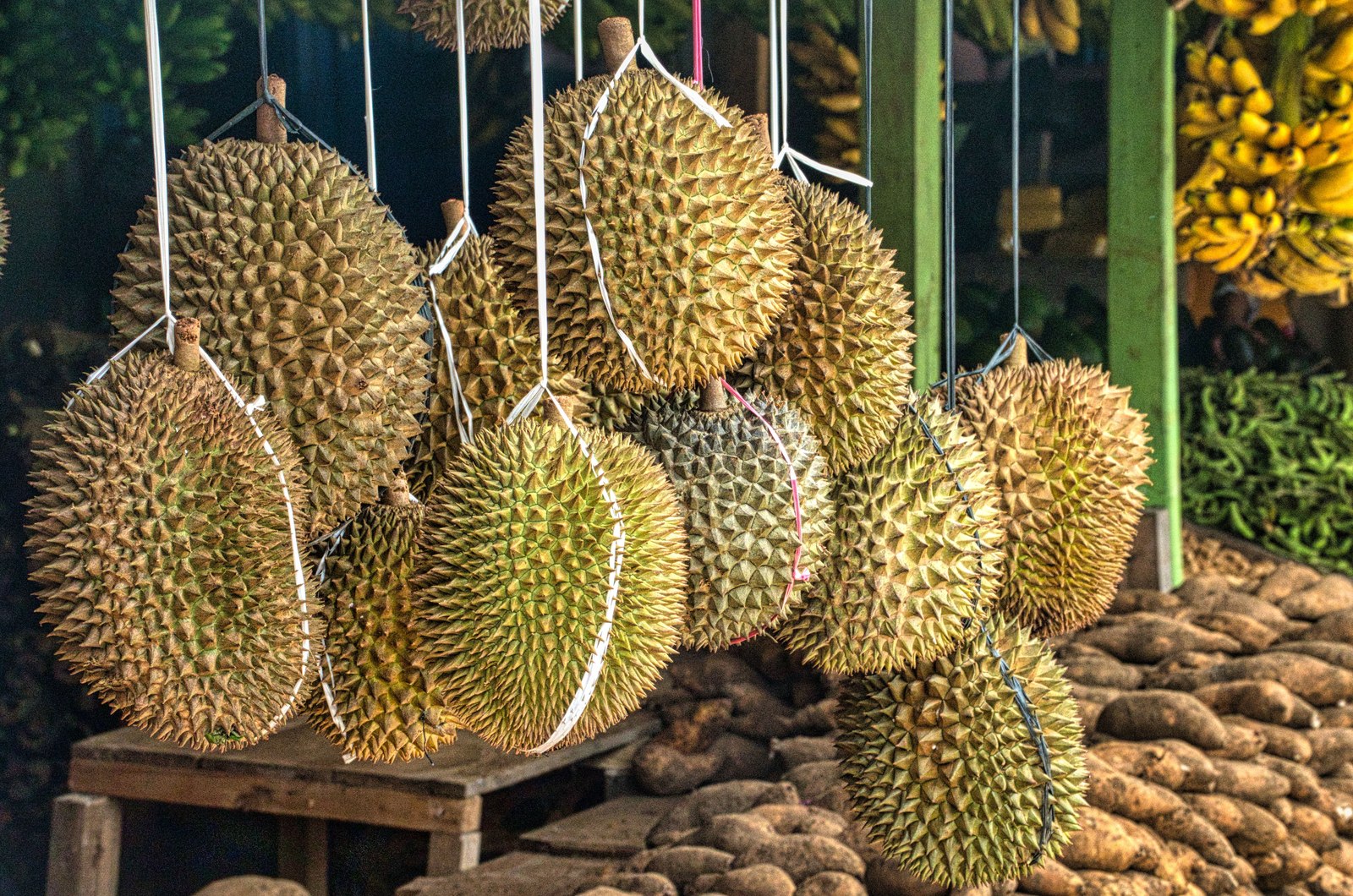 Illustrative fresh durian photograph; cultivar and origin are not verified.