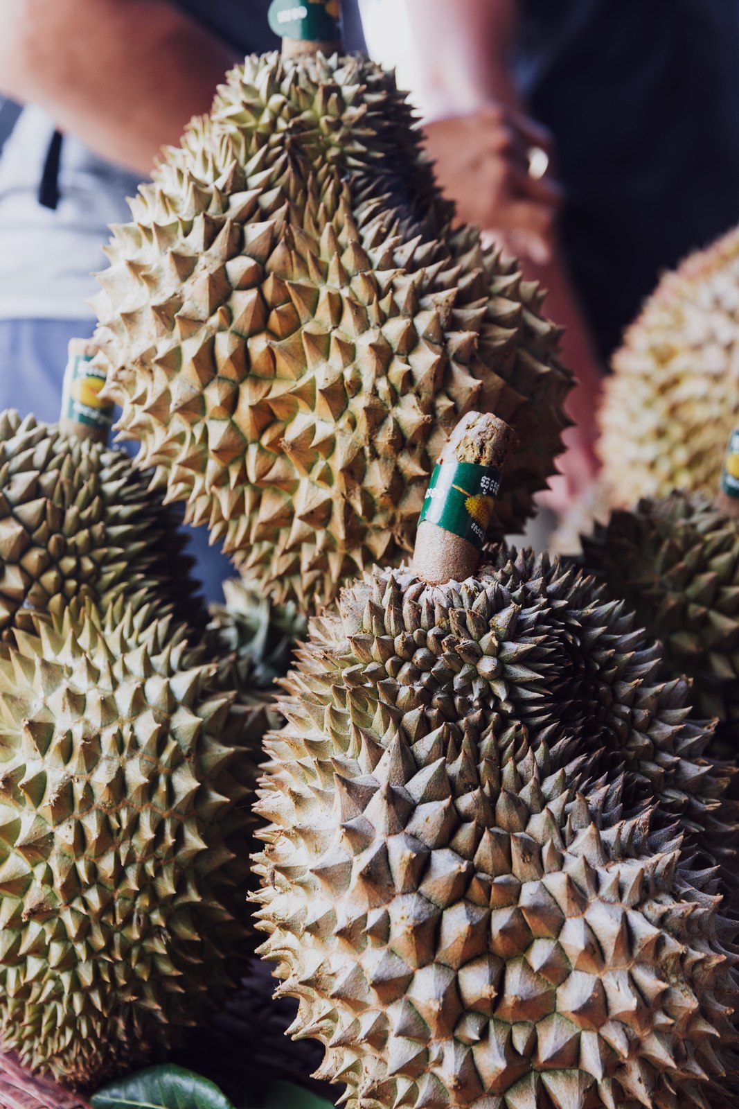 Illustrative fresh durian photograph; cultivar and origin are not verified.