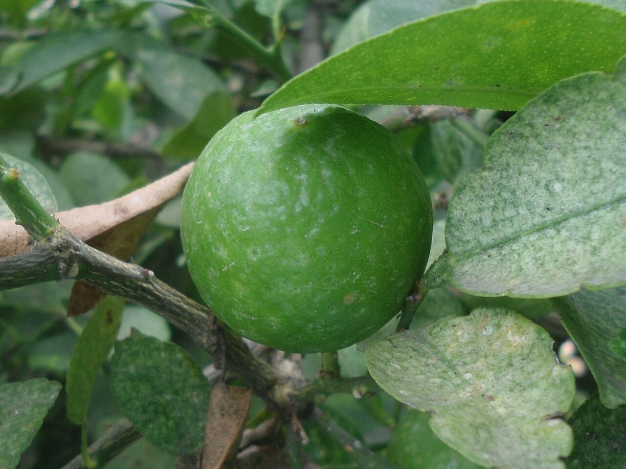 A green Persian lime growing on a tree.