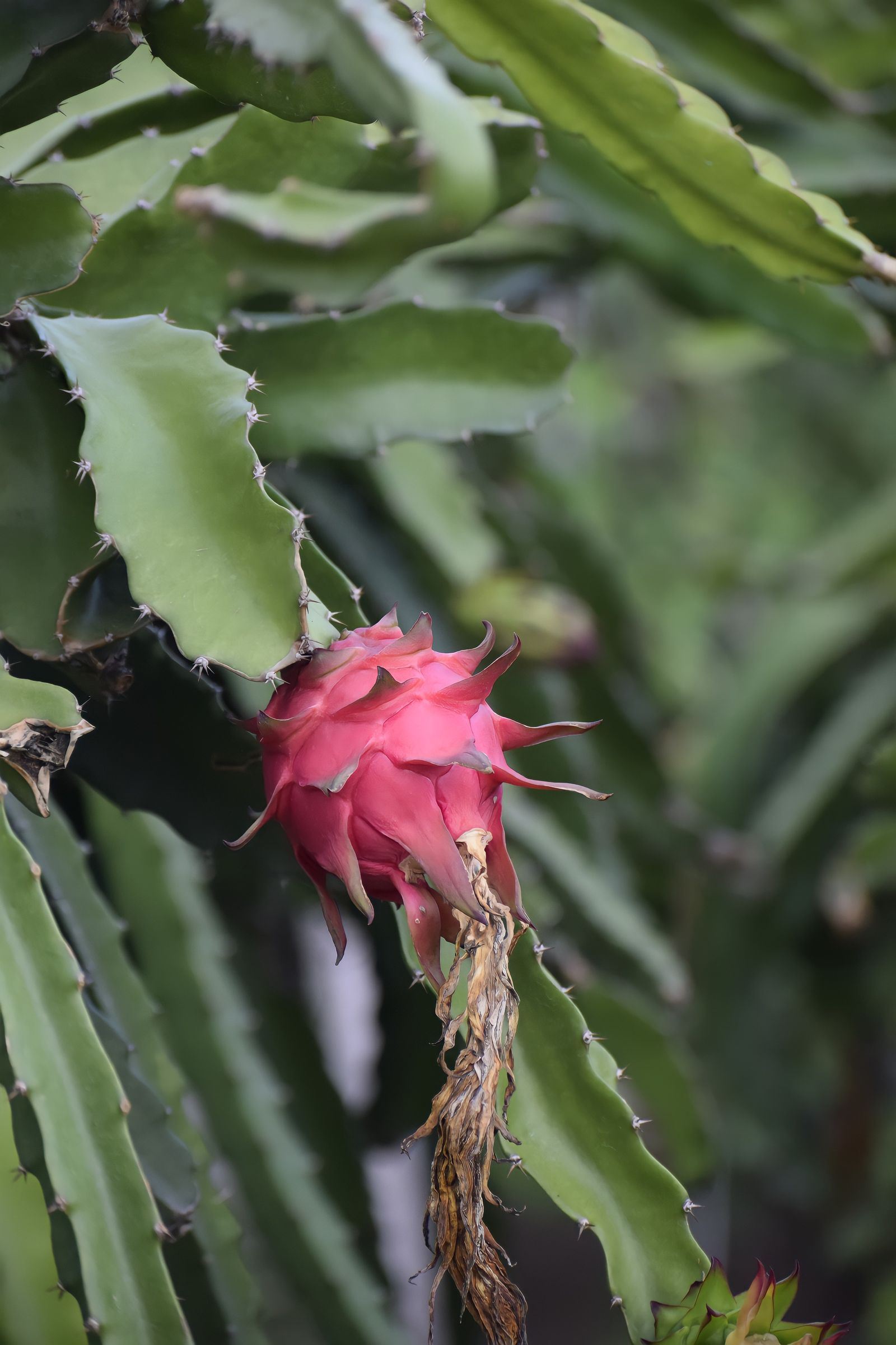 Dragon fruit growing on a cactus plant