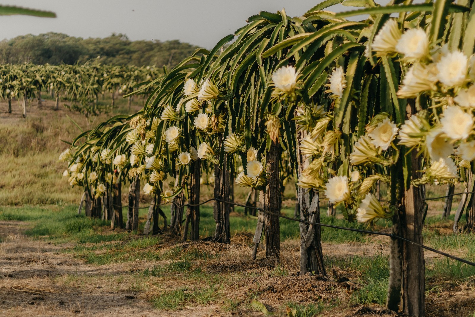 Illustrative dragon fruit photograph; flesh colour and cultivar are not verified.
