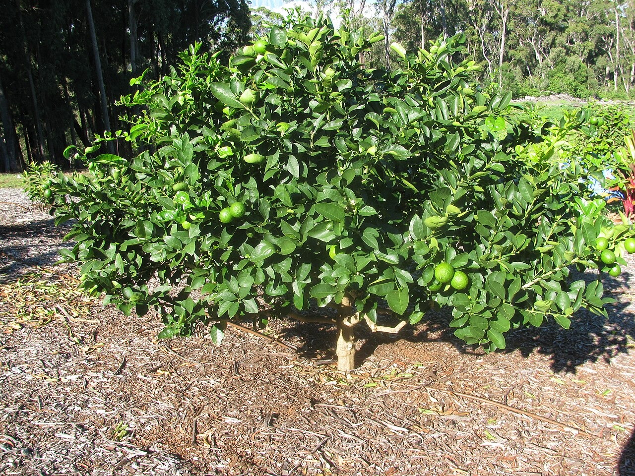 A Persian lime tree carrying green fruit in a garden.