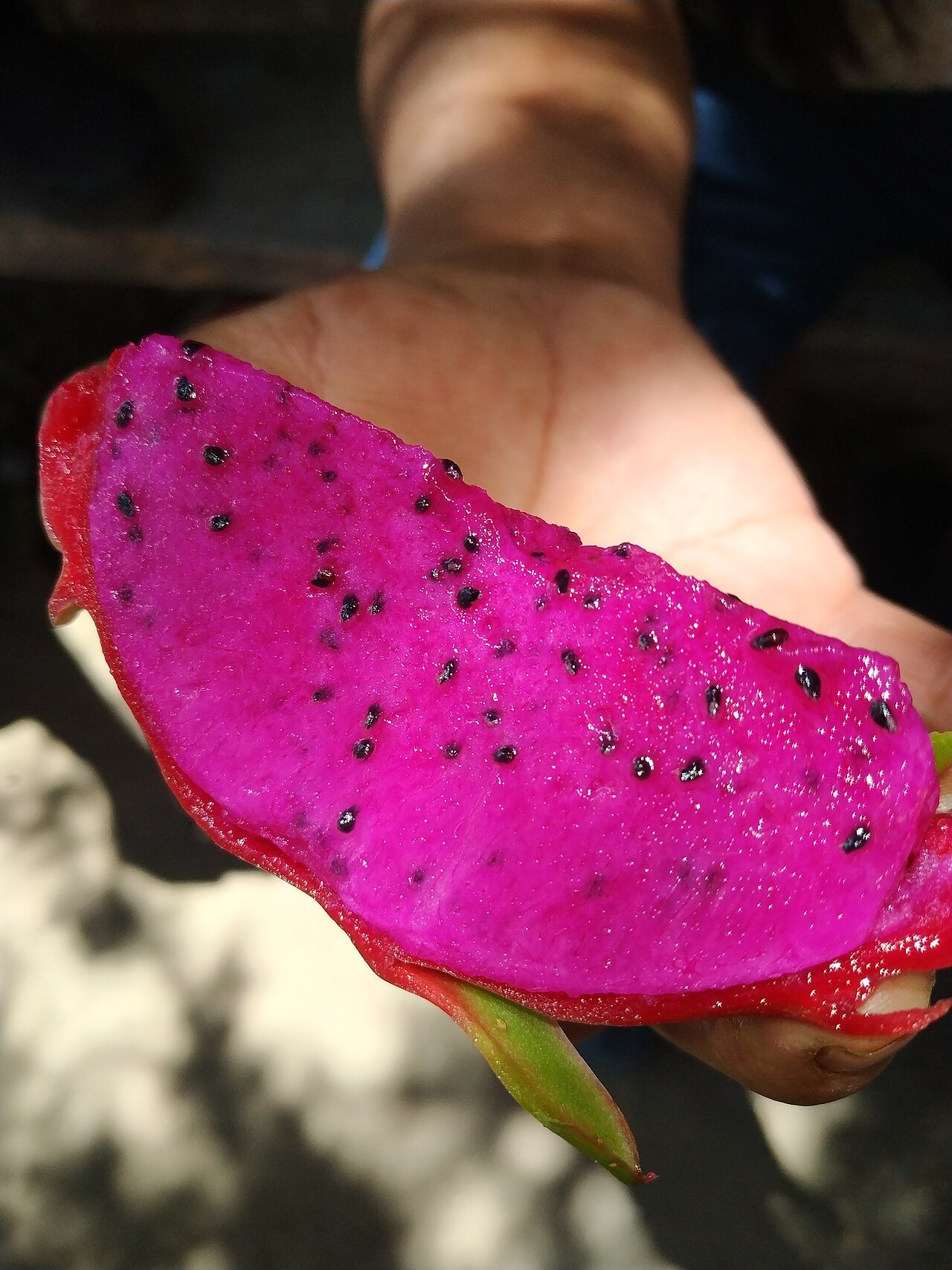 A freshly cut red dragon fruit wedge held in a hand.