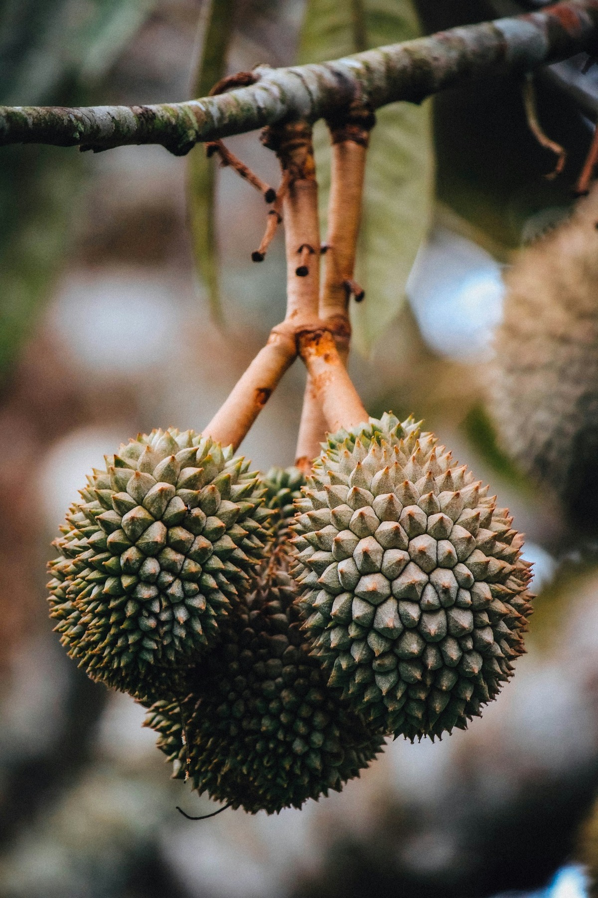 Những trái sầu riêng nguyên vỏ được treo bằng cuống để trưng bày.