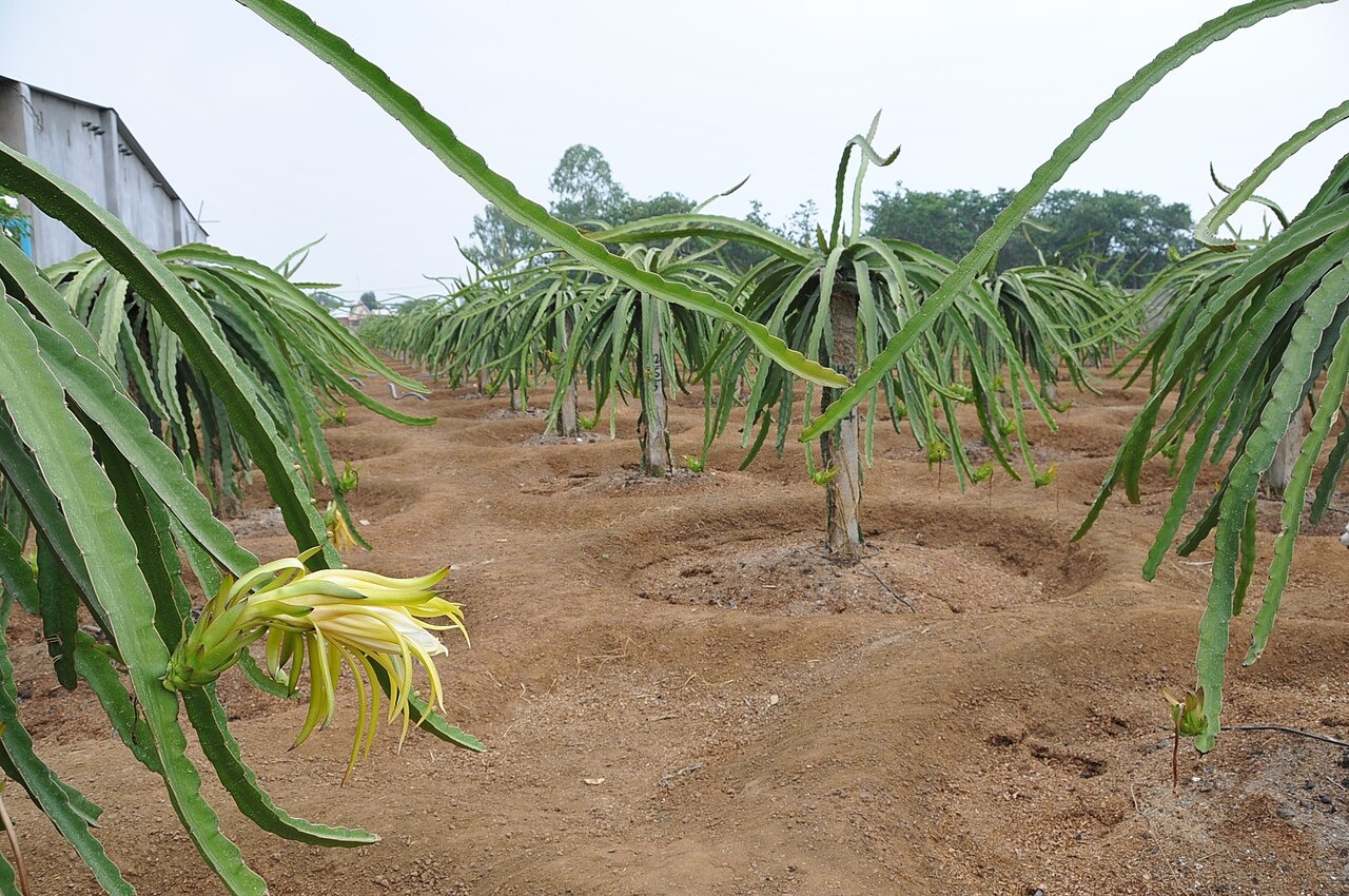 Cây thanh long ruột đỏ có hoa trong vườn tại Việt Nam.