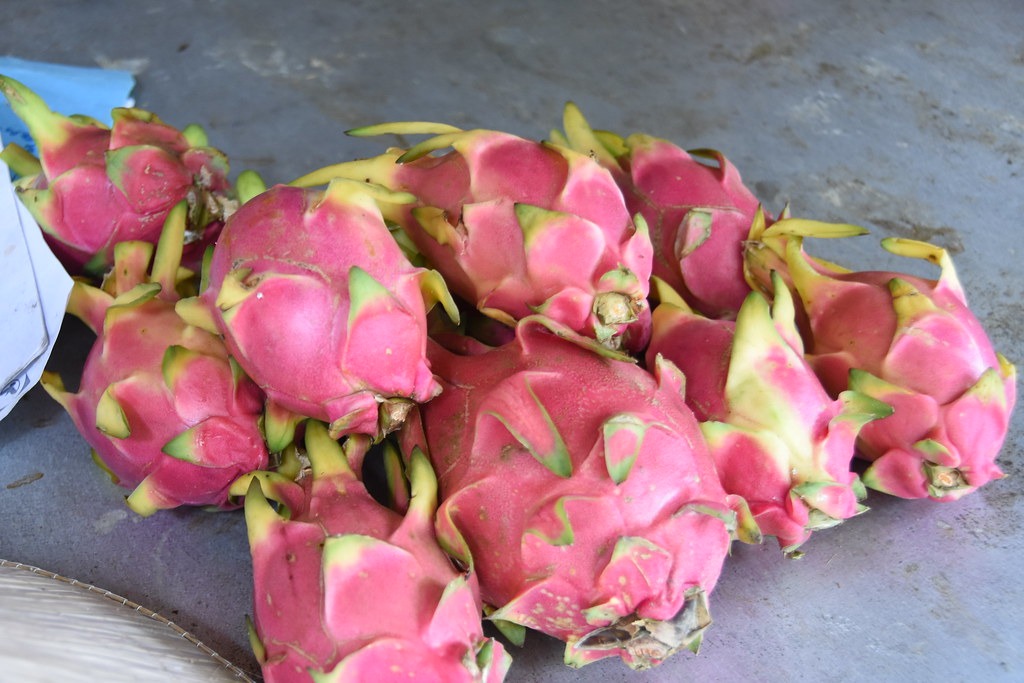A pile of freshly displayed whole dragon fruits in Vietnam.
