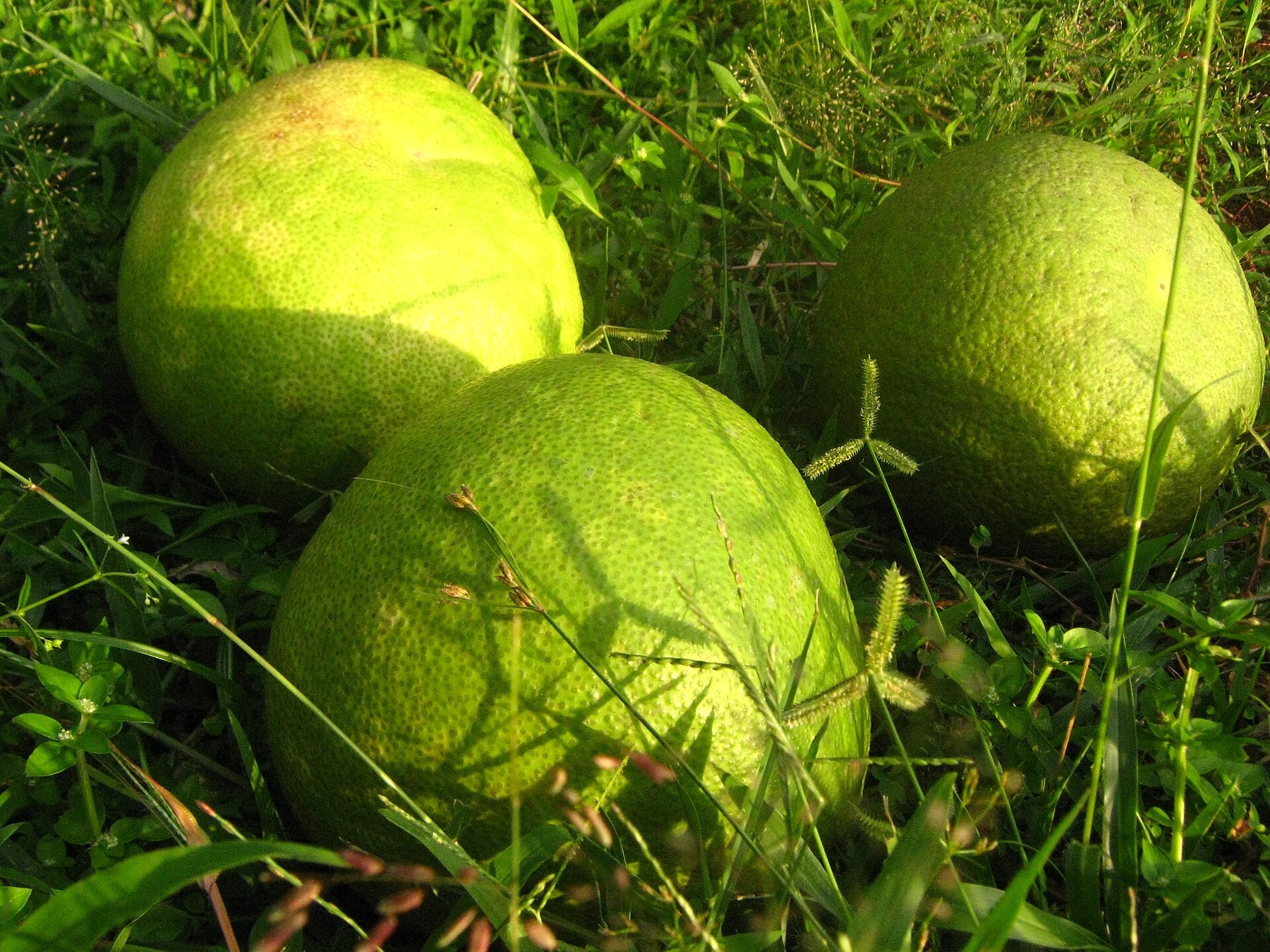 Three whole green pomelos resting on grass.