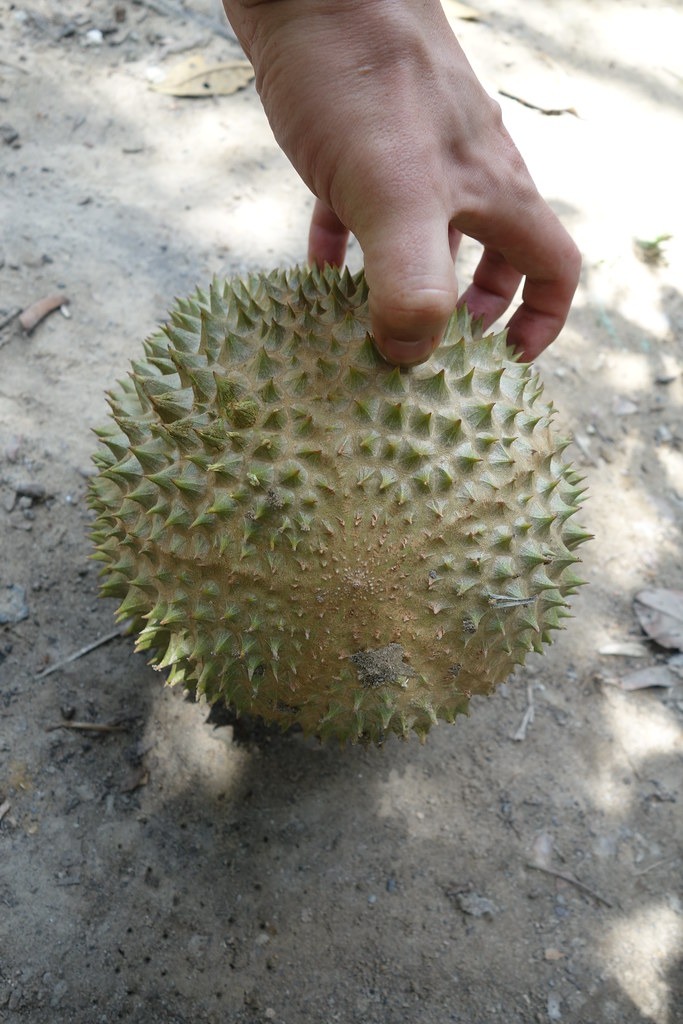 The bottom of a Musang King durian showing its star-shaped pattern.