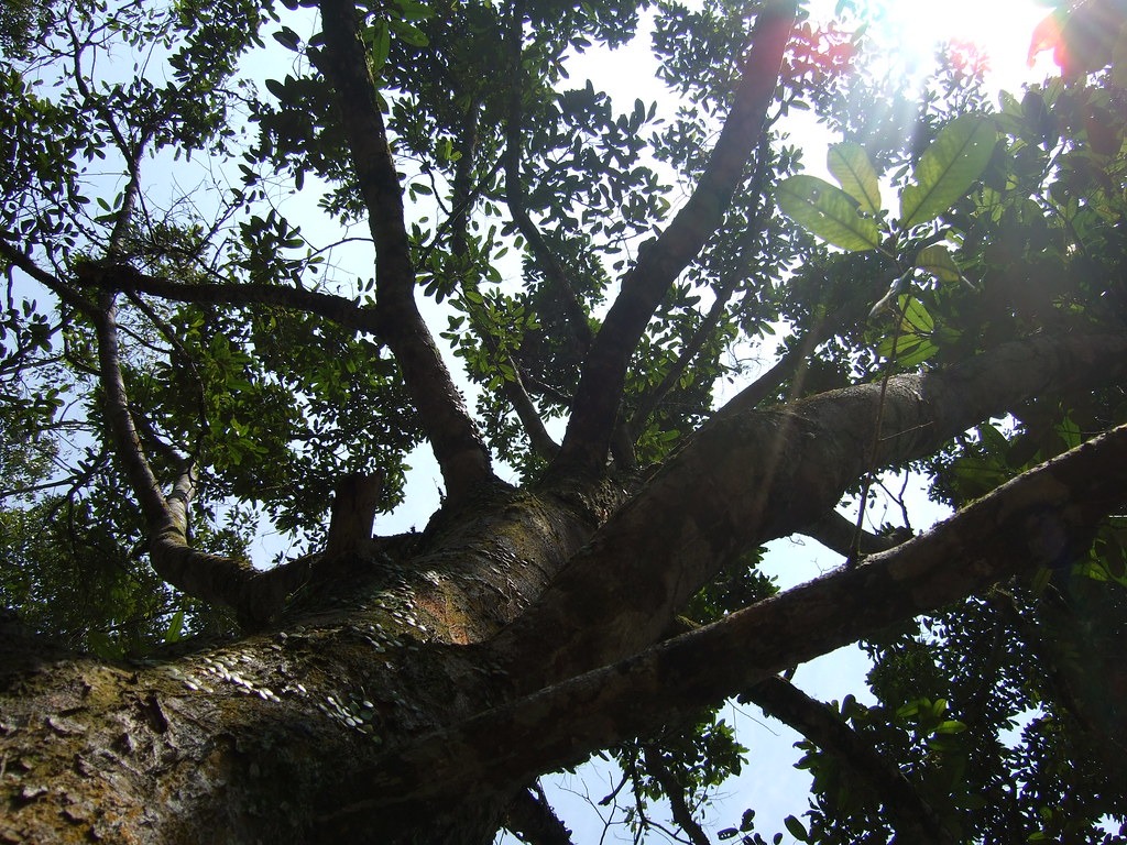 Góc nhìn lên các cành của một cây sầu riêng trưởng thành.