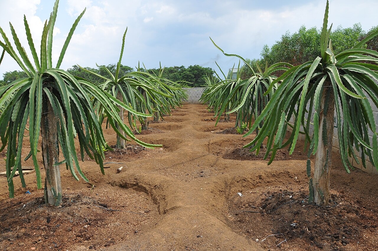 Red dragon fruit plants growing in rows in Vietnam.