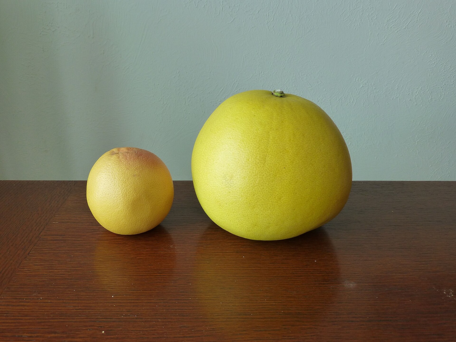 Một quả grapefruit nhỏ hơn đặt cạnh quả pomelo lớn hơn để so sánh kích thước.