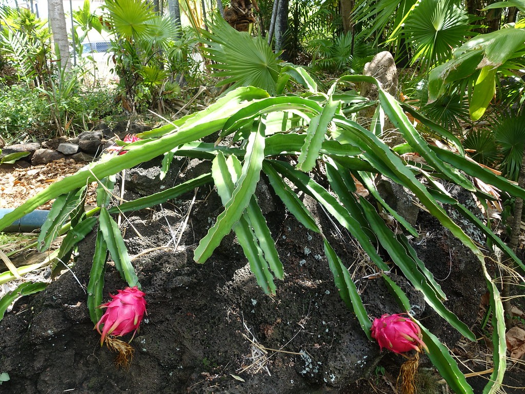 花园仙人掌植株上生长的两颗火龙果。