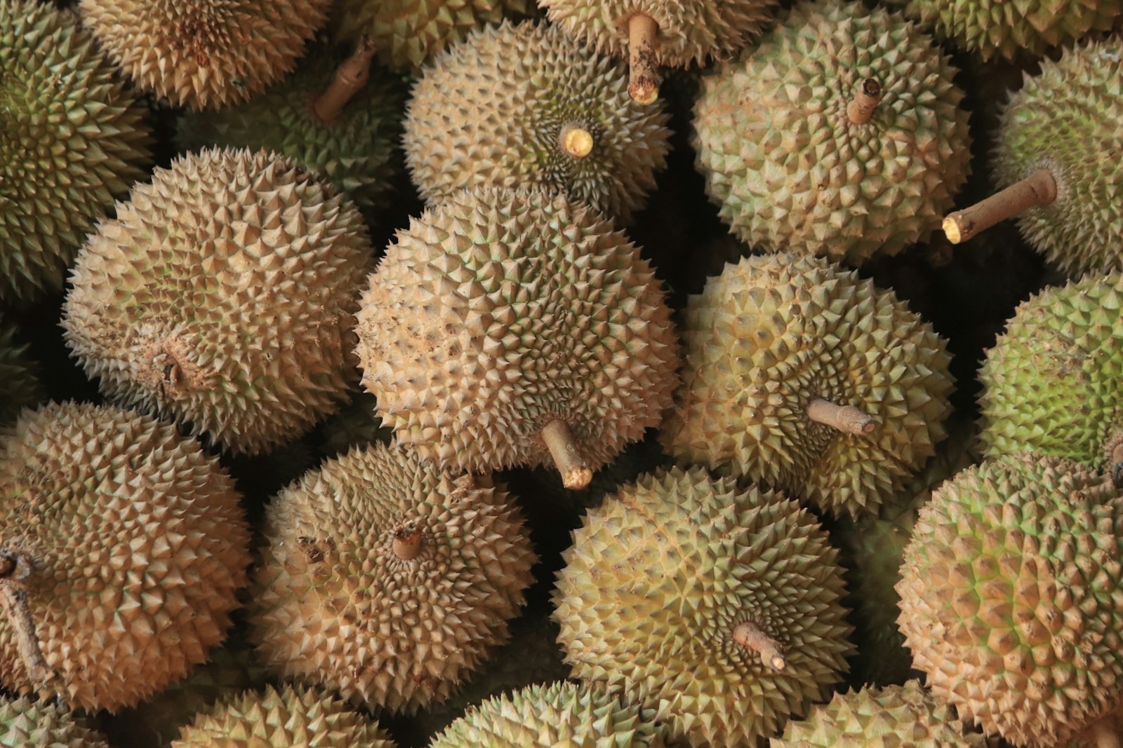 俯视摆放在一起的整颗榴莲。