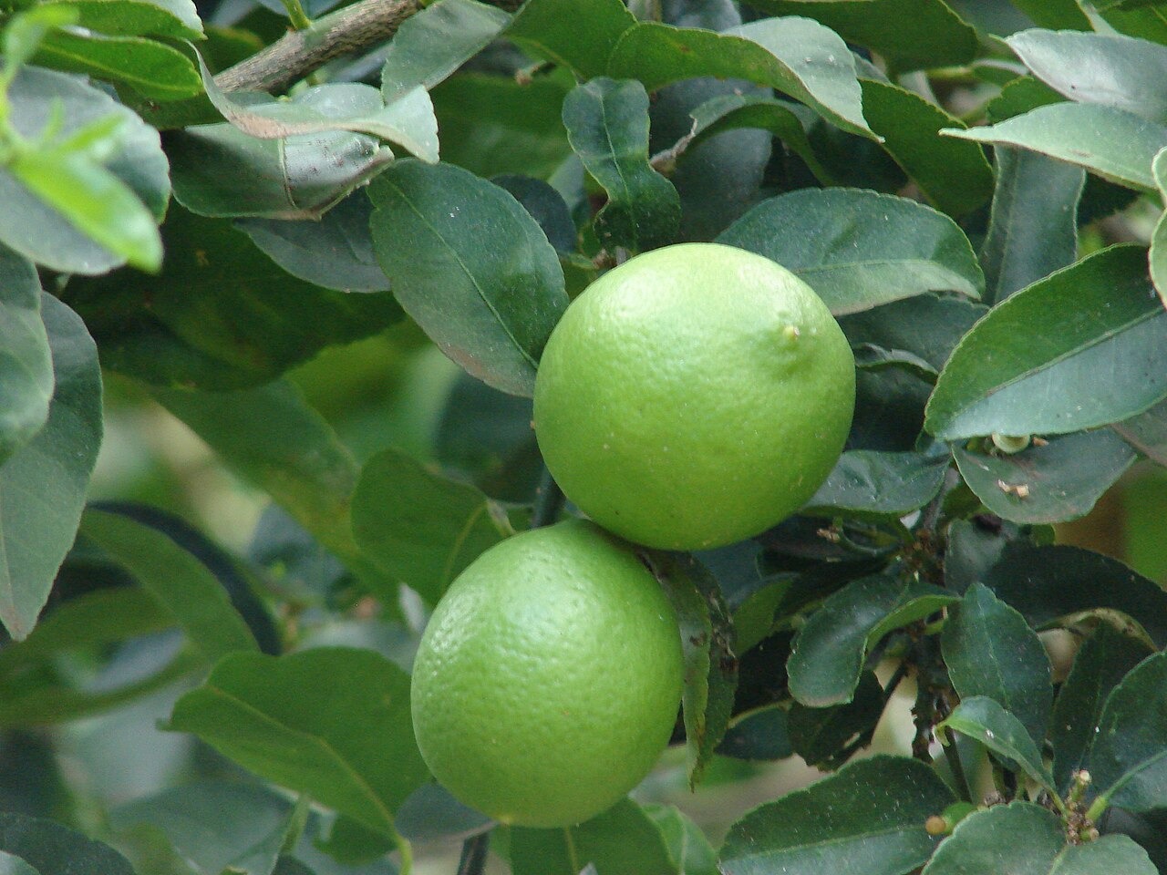 Những quả chanh Ba Tư xanh mọc gần nhau trên cành lá.