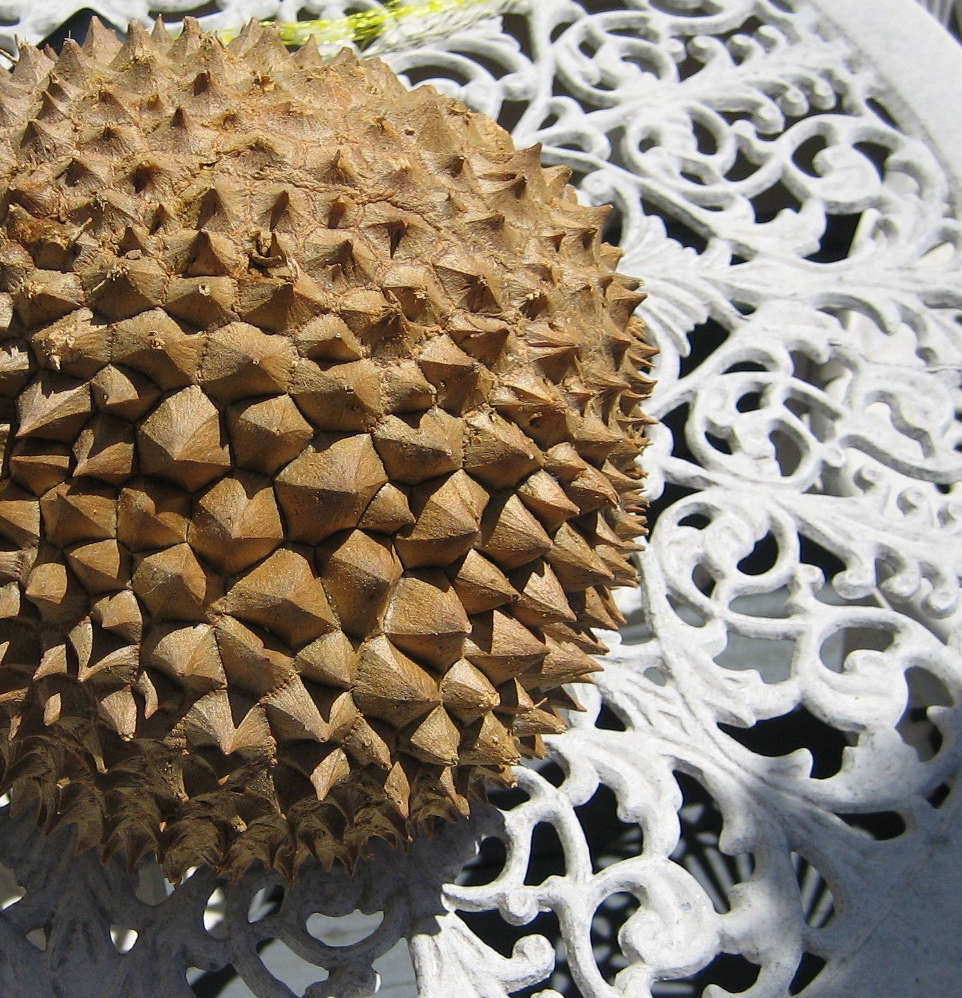 Close-up of a durian husk in sunlight on an outdoor table.