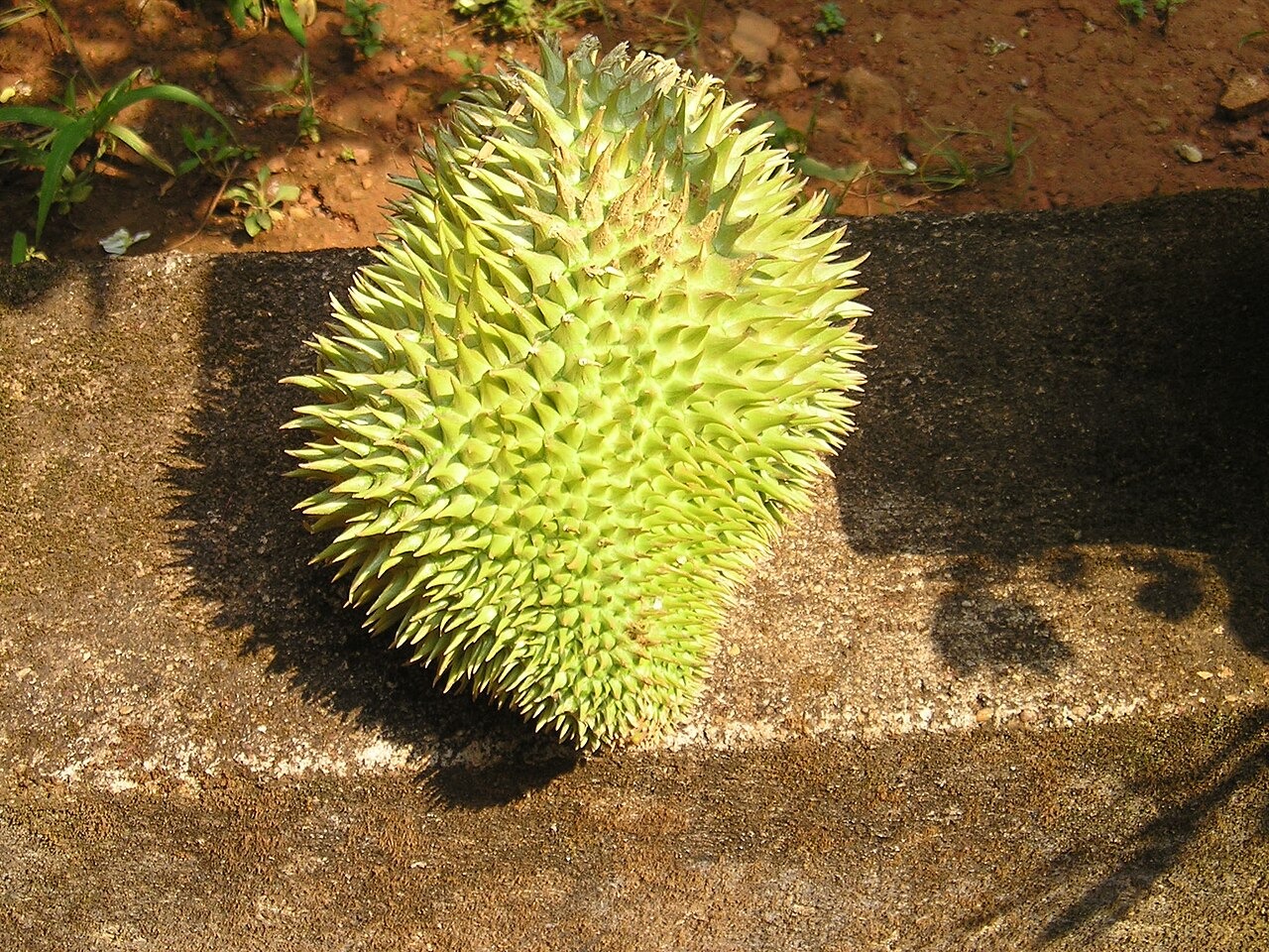 Quả sầu riêng xanh nguyên trái đặt trên mặt đá ngoài trời.